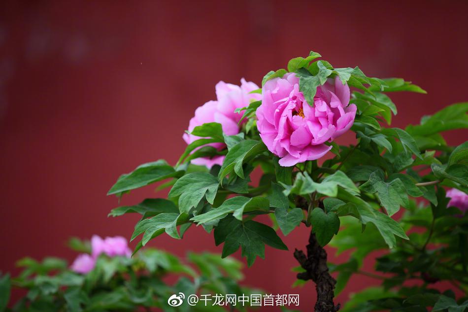赛博朋克2077小东京奖杯怎么获得